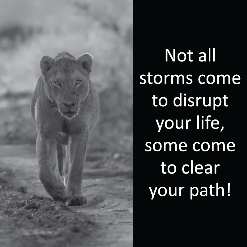 Lioness 24.jpg
