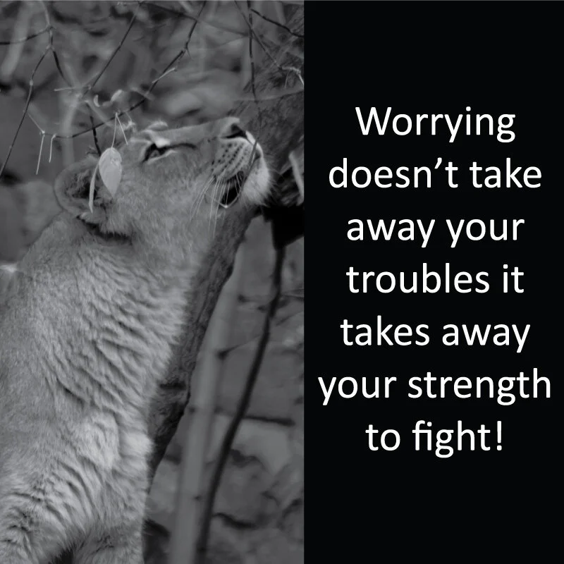 Lioness 28.jpg