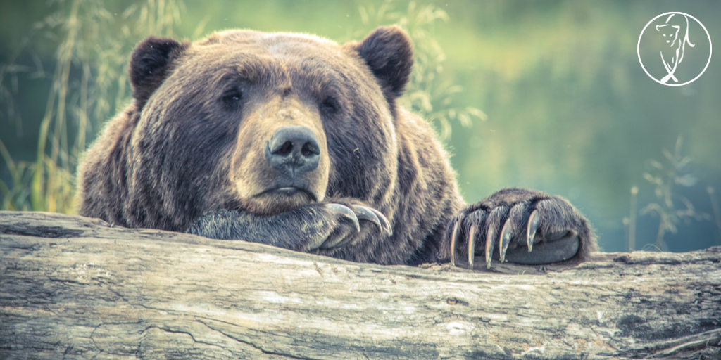 Can you really prepare for a Grizzly Bear attack?