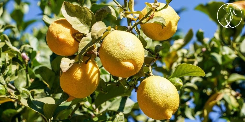 Making Lemonade