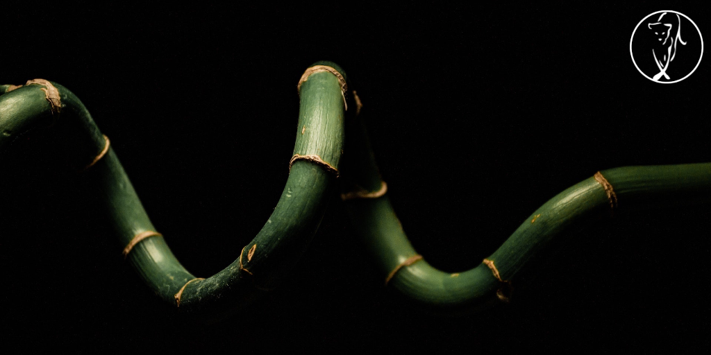The bamboo that bends is stronger than the oak tree that resists&nbsp;