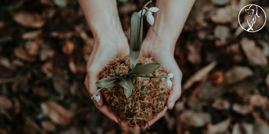 An Entrepreneur’s Lessons from Gardening