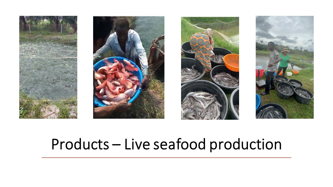 Products – Live seafood production.jpg