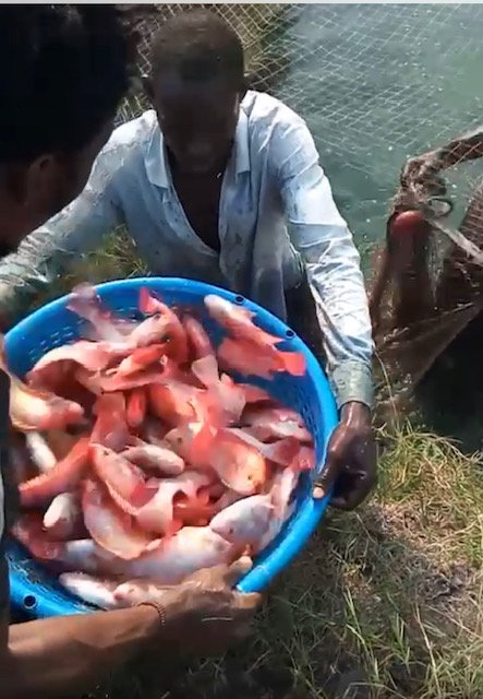 Tilapia harvest.jpeg