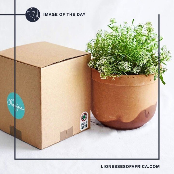Image of the Day

Pot plants delivered&hellip; Give gifts that will last, such as these stunning plants in individual pots from The Nanjala Company in Kenya, founded by Teresa Nanjala Lubano. This online store creates customized gift items and eye-ca