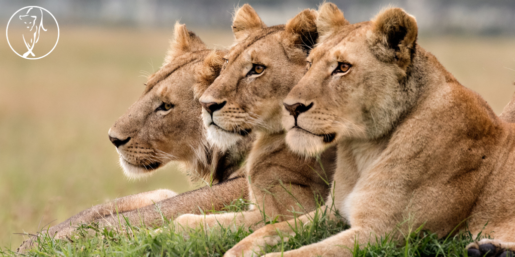 Want Impact? Back a Lioness, not a Unicorn!