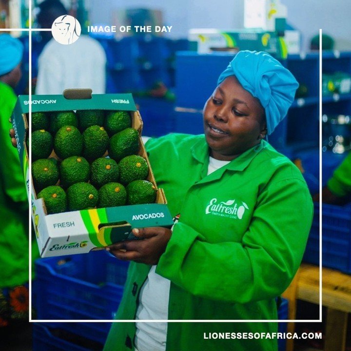 Image of the Day / GBRI Business Solutions / Eatfresh

Avocado goodness&hellip;We love celebrating Africa&rsquo;s leading women-owned agribusinesses, and Hadija Jabiri, founder and MD of GBRI Business Solutions in Tanzania, is certainly making her ma
