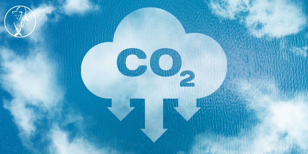 Companies that are material users of carbon credits&nbsp; decarbonize twice as fast as those that do not!