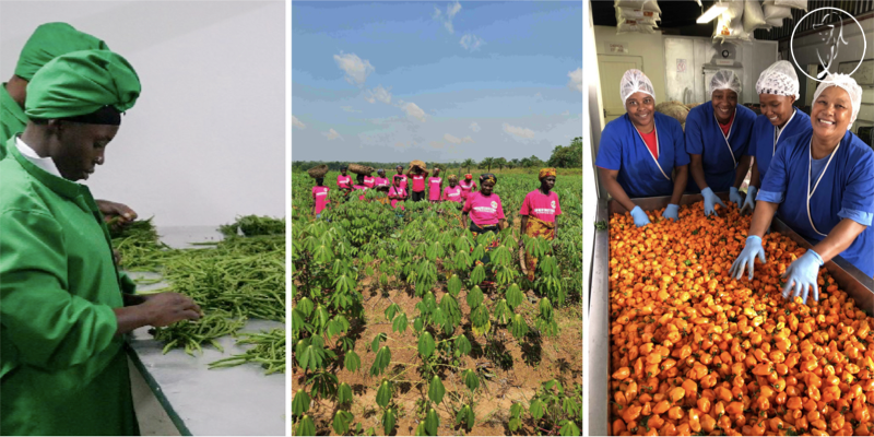 Feeding Africa’s Future: Meet 17 Trailblazing Women Entrepreneurs Transforming Africa’s Agribusiness Sector