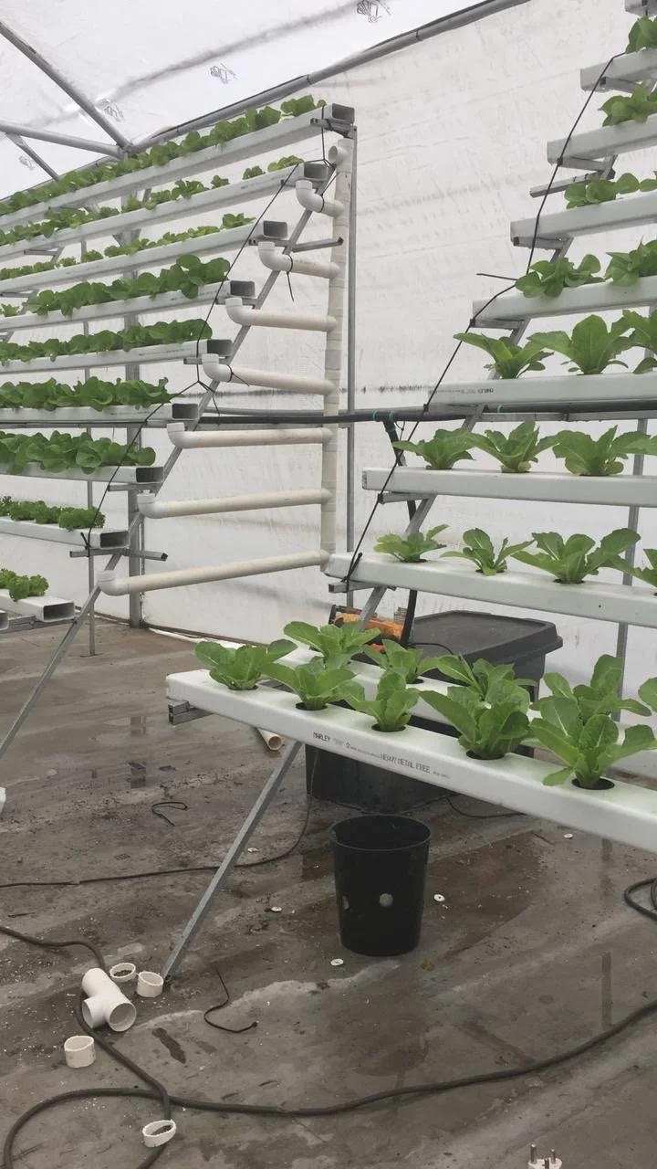 Spinach&Tank Large.jpeg