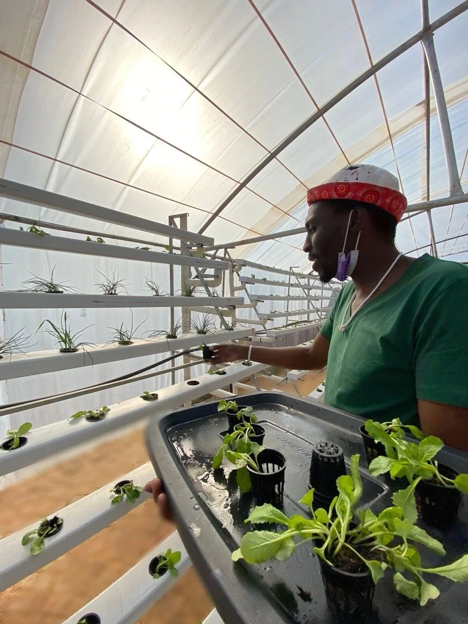 XTransplanting Large.jpeg