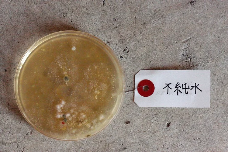Sacred Bacteria , 2016. petri dish, homemade agar, bacteria, Japanese cabinet. 2016.