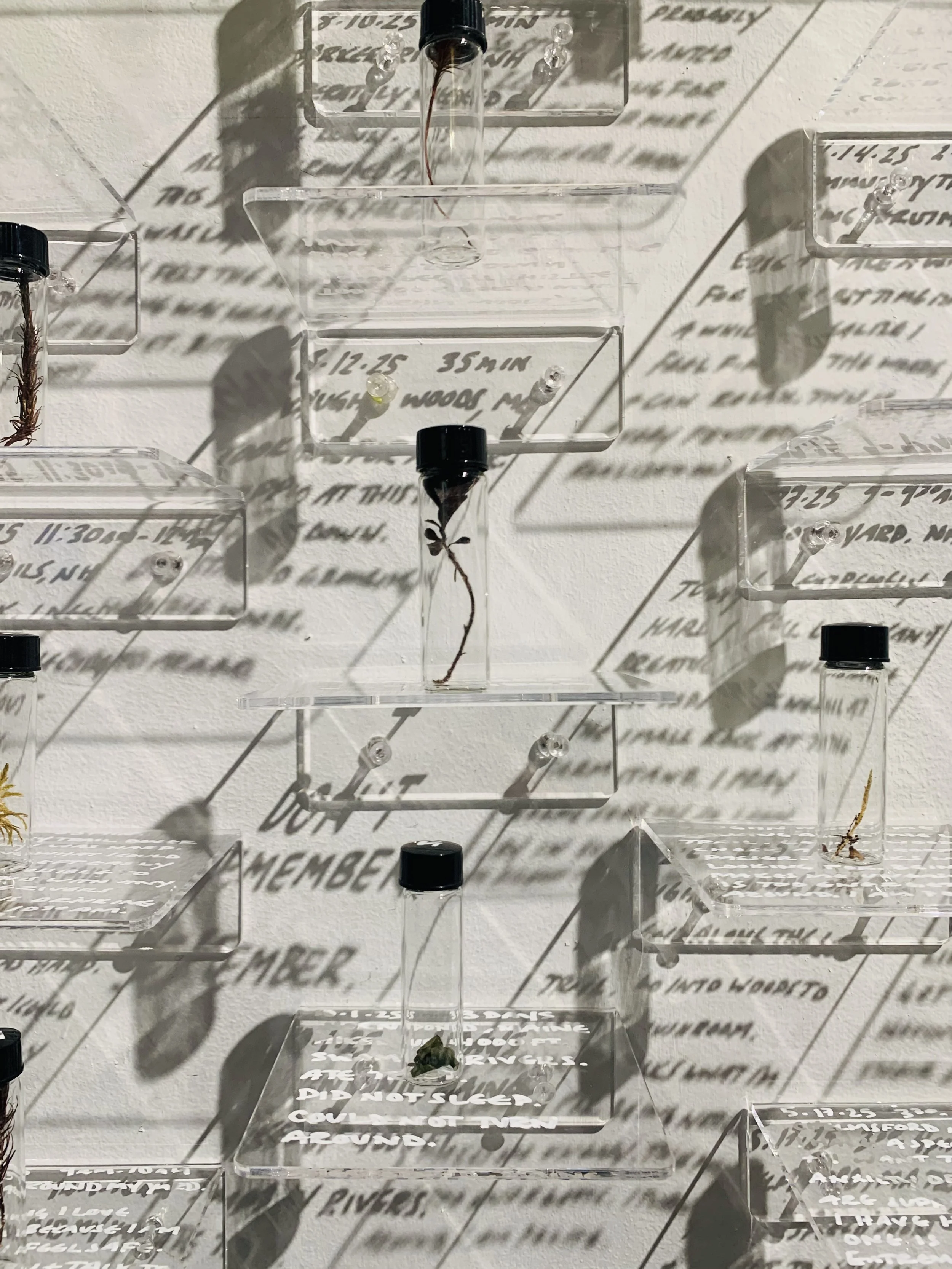 “The Ecology of Fear” Installation.   One year of personal data/ amount of time spent in the woods and moss samples from each documented location in New England. 2025