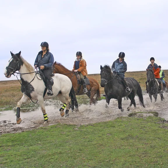 line of horses.jpg