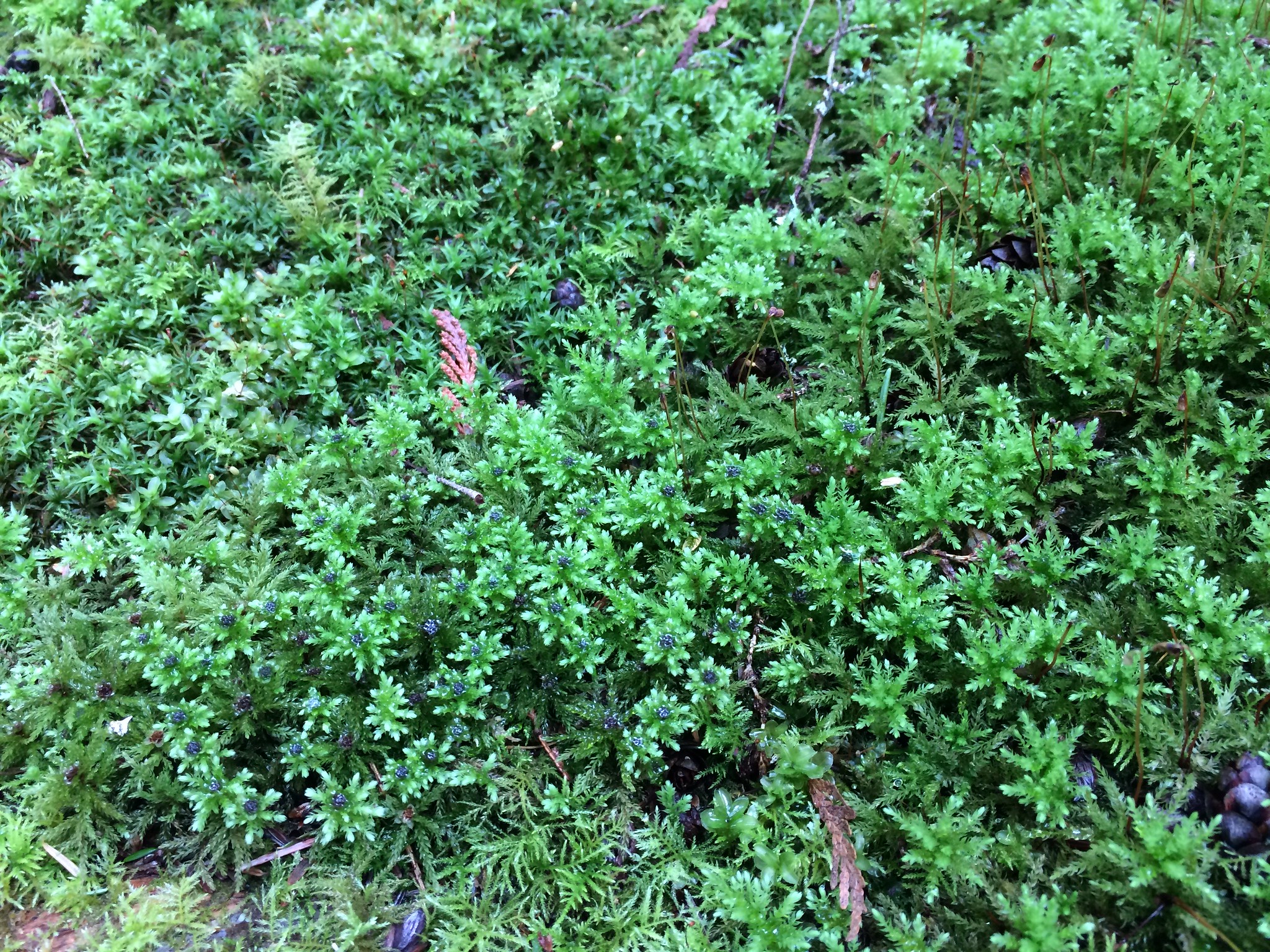 Mostly  Leucolepis acanthoneuron , at Bloedel Reserve, Bainbridge Island, WA