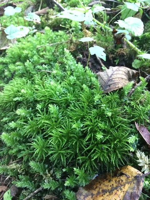 L. acanthoneuron  with  Plagiomnium insigne  (upper left and around the edges)