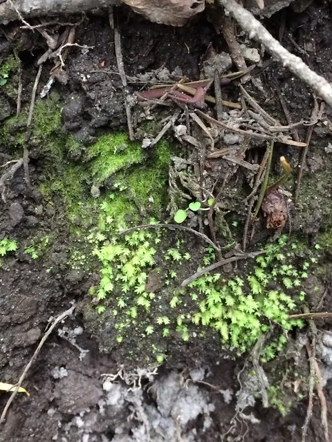 A little patch of  Fissidens , with p rotonema  in upper left. Tamanowas Rock Sanctuary, Chimacum, WA
