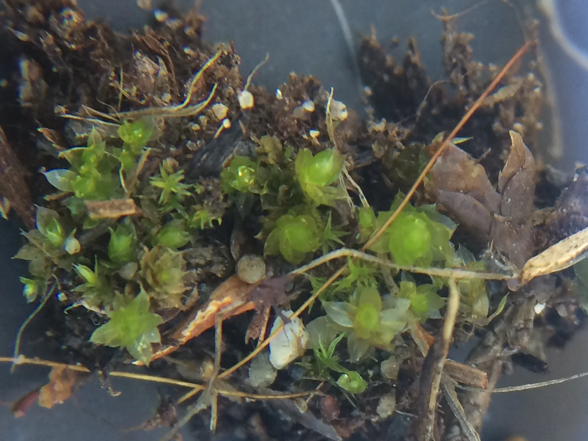 Unidentified miniature translucent moss from a friend’s driveway, Woodinville, WA