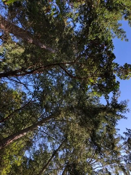 Looking UP - hello, trees.