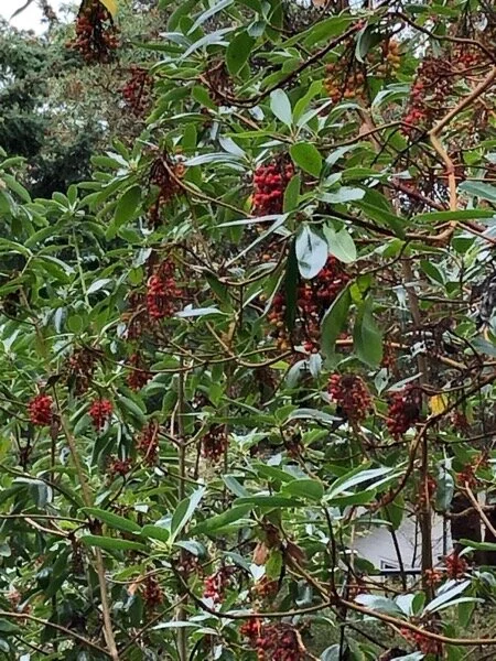 Anyway here are the berries - madrona tree branches laden, no robins at the moment (they flee if I come this close, of course.)
