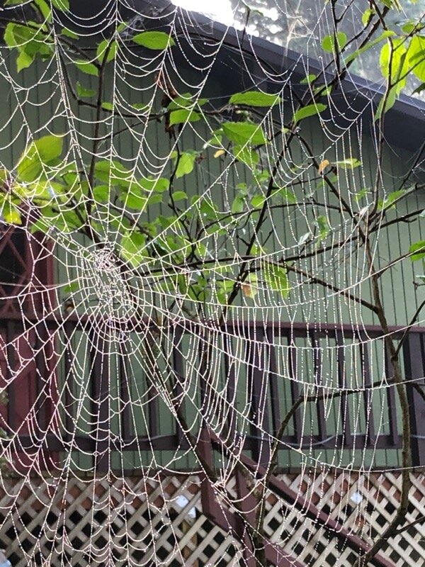 Spider web sparkling with dew, spindly cherry branches and leaves behind, my house in the background.