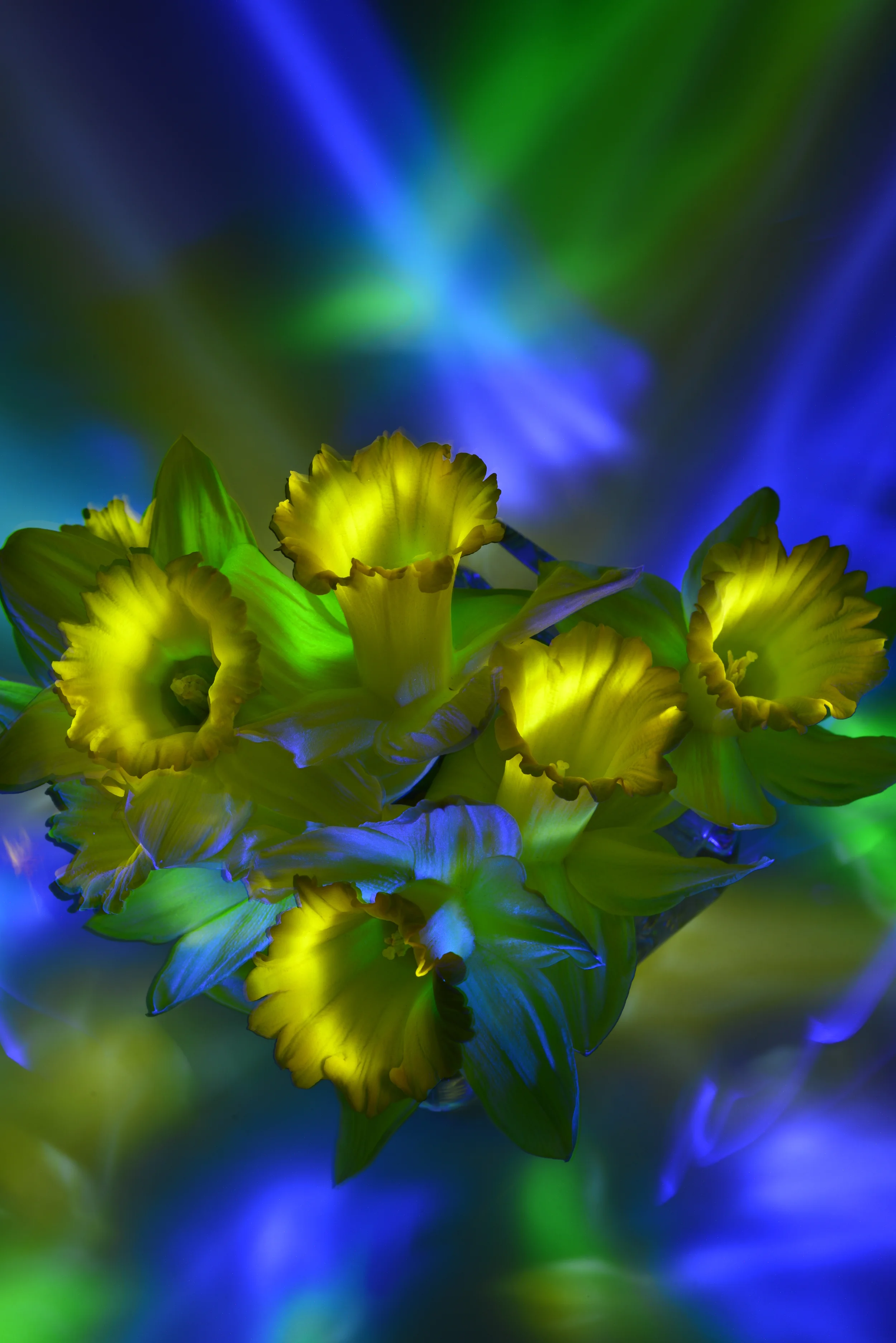 daffodils borealis