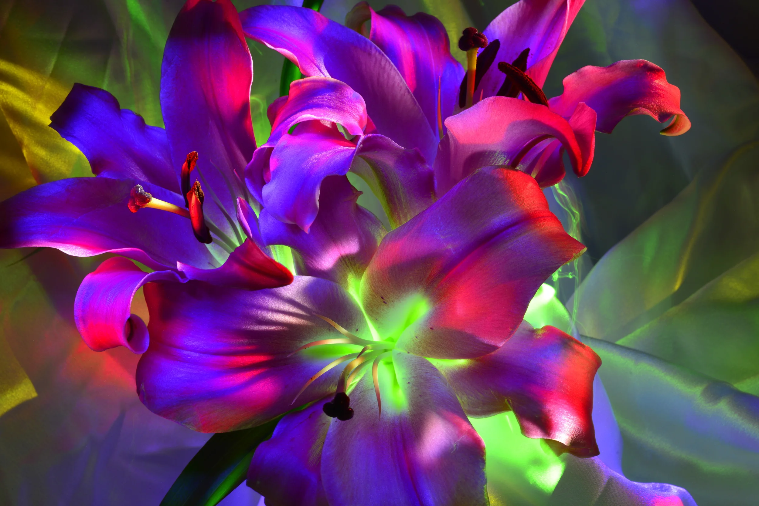 considering the lily