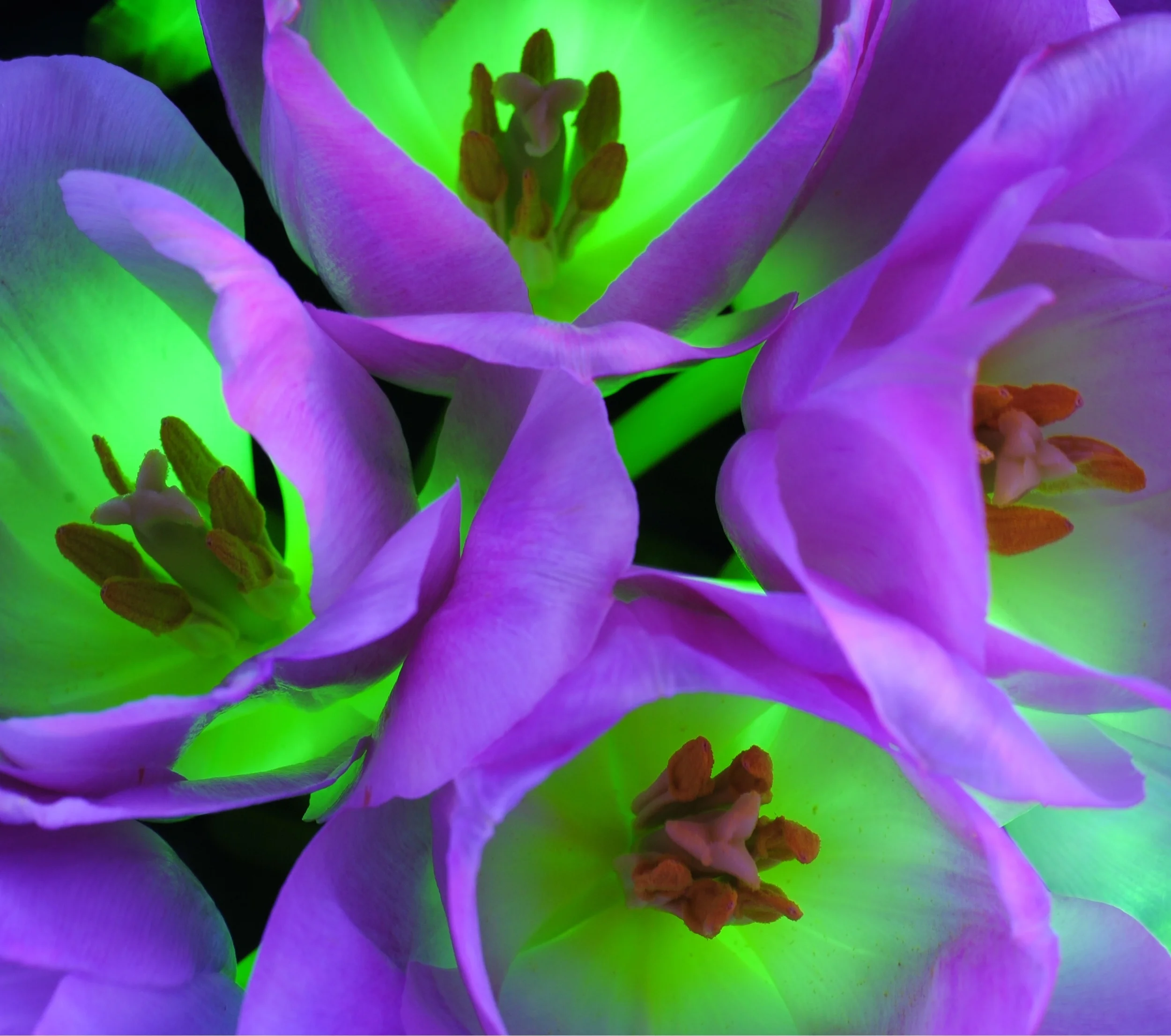 lavender and green