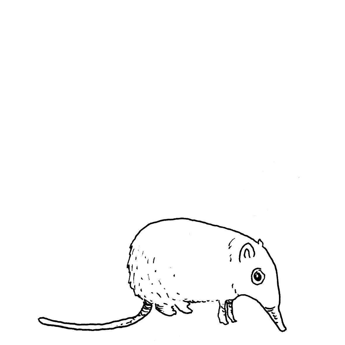 elephant-shrew-3.gif