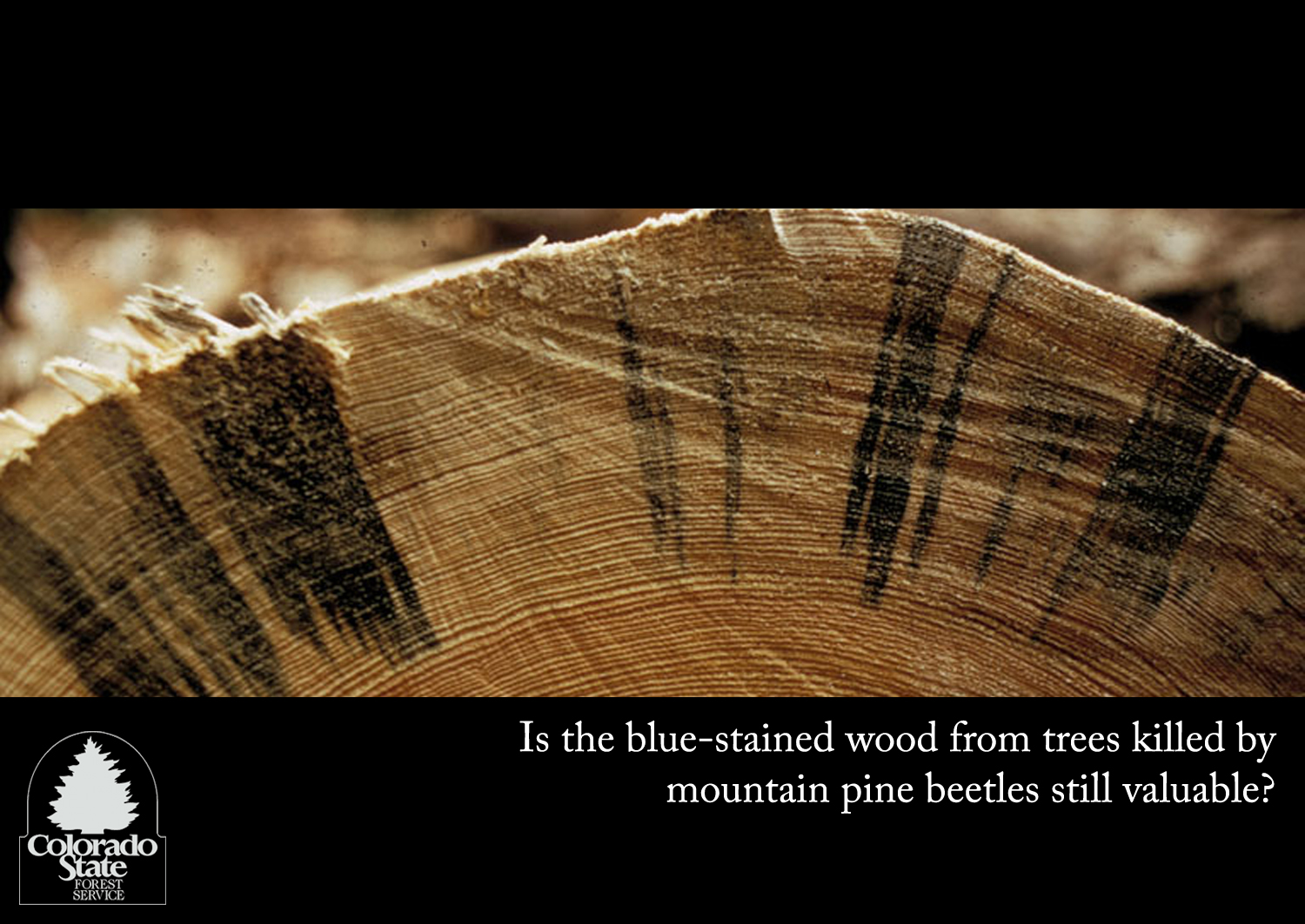 blue stain.jpg