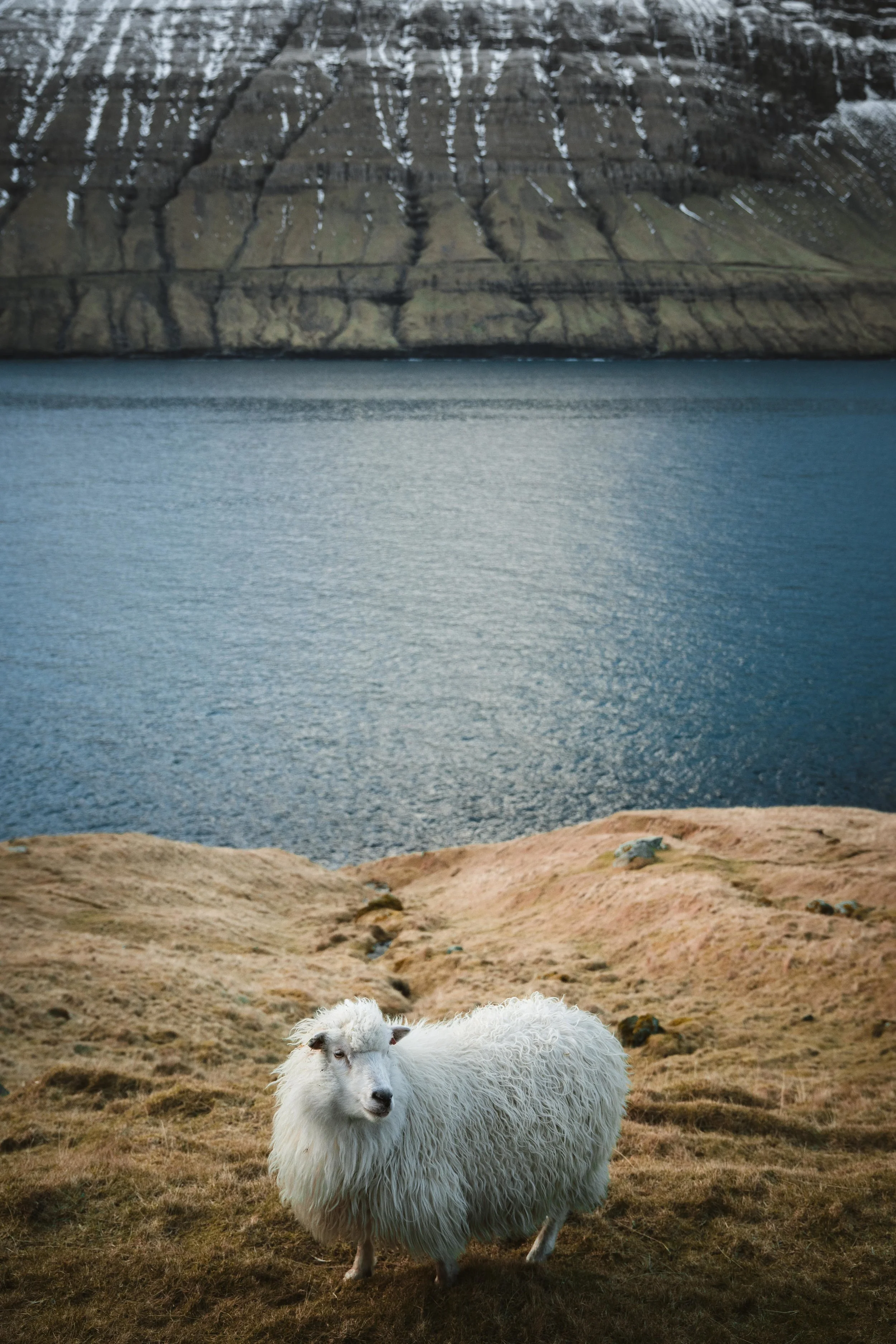 White Sheep in the Fjord_Feb 5.jpg