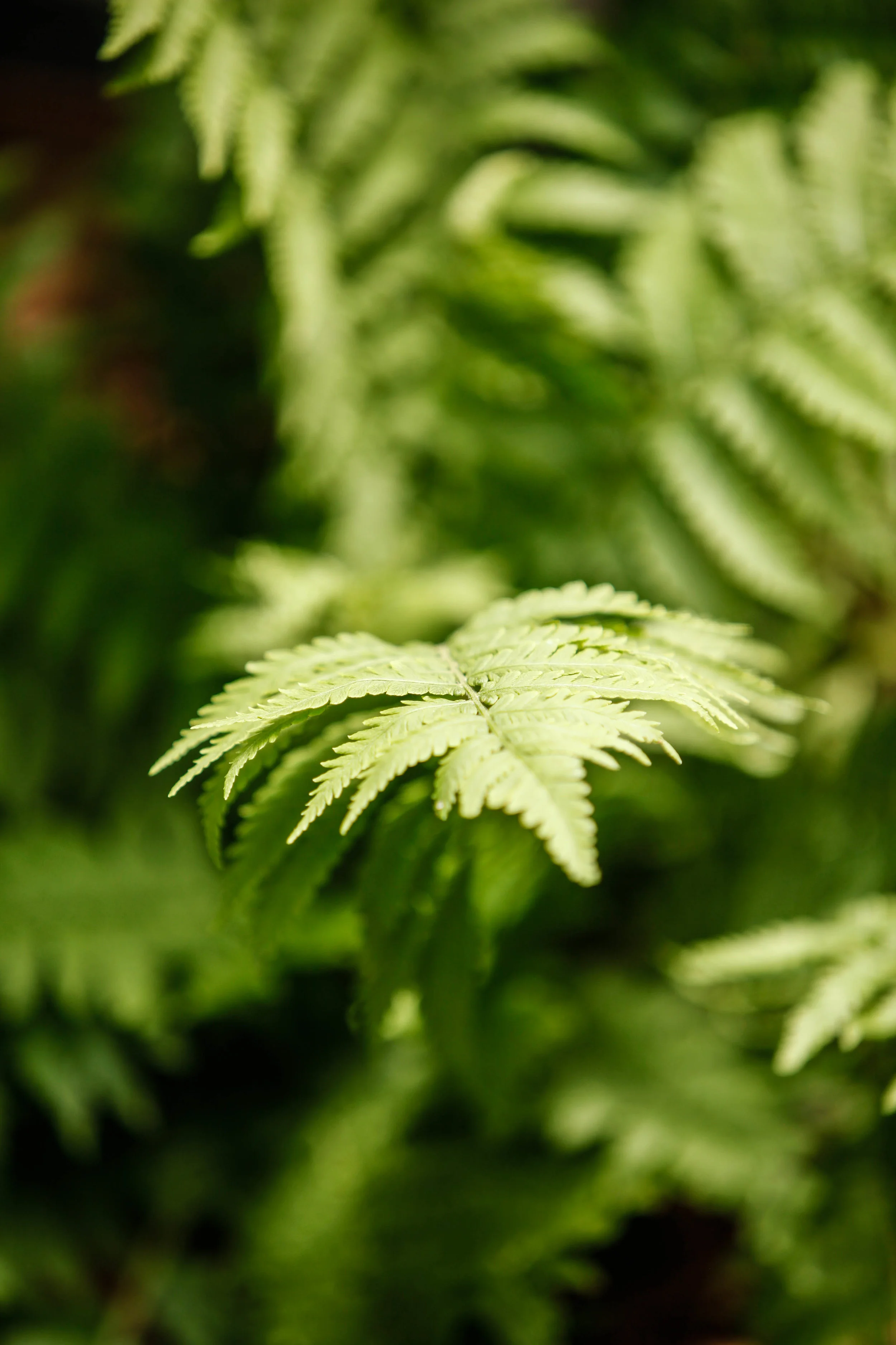 _MG_0074.jpg