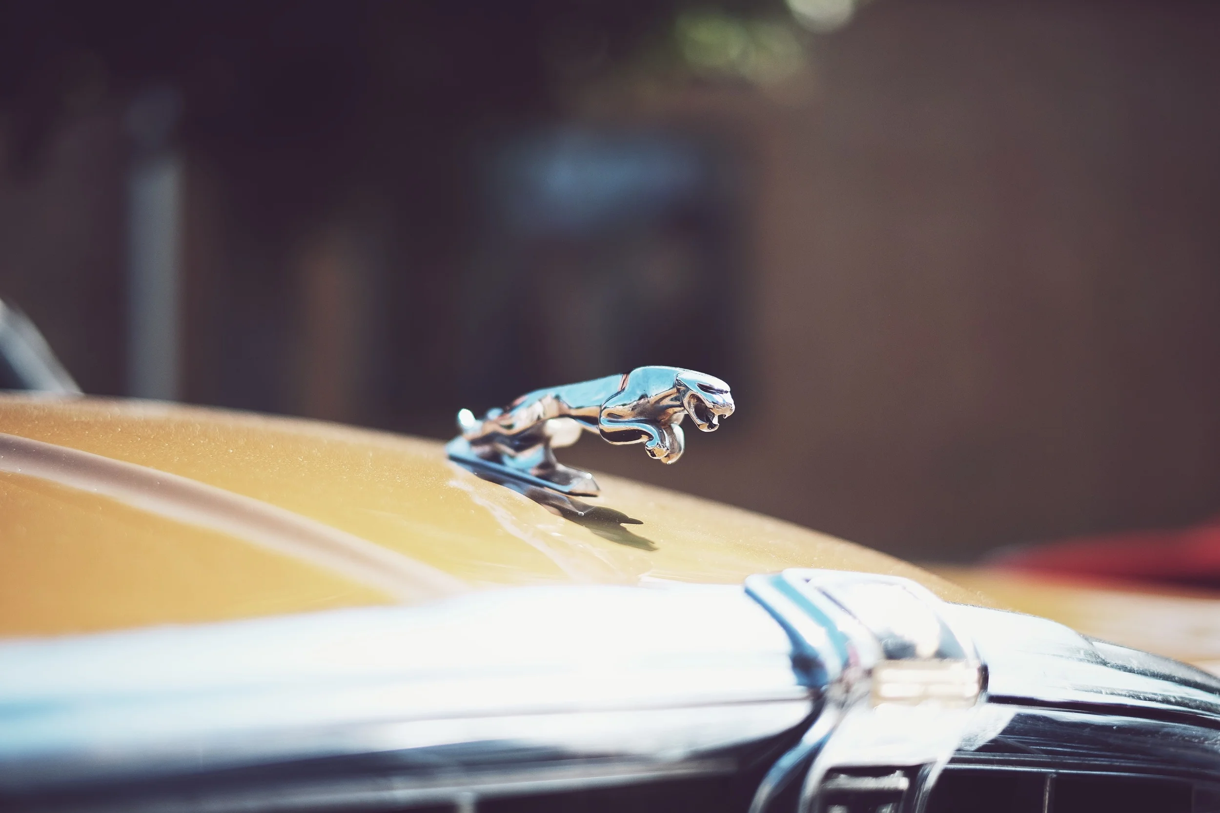 Jaguar (Fuji X-T1/ 35mm 1.4R)