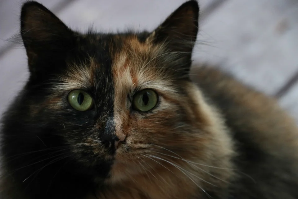 Two-Face 04 - Portrait.jpg