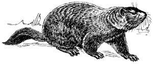 Ground_hog_(PSF) (2).png