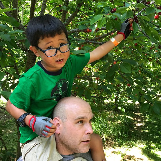 And just like that early summer cherry picking becomes a new family tradition! 
#timeforcherrypie 
#photoaday2018