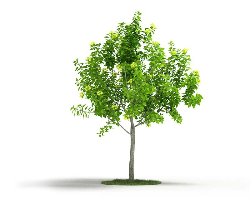 tree.jpg