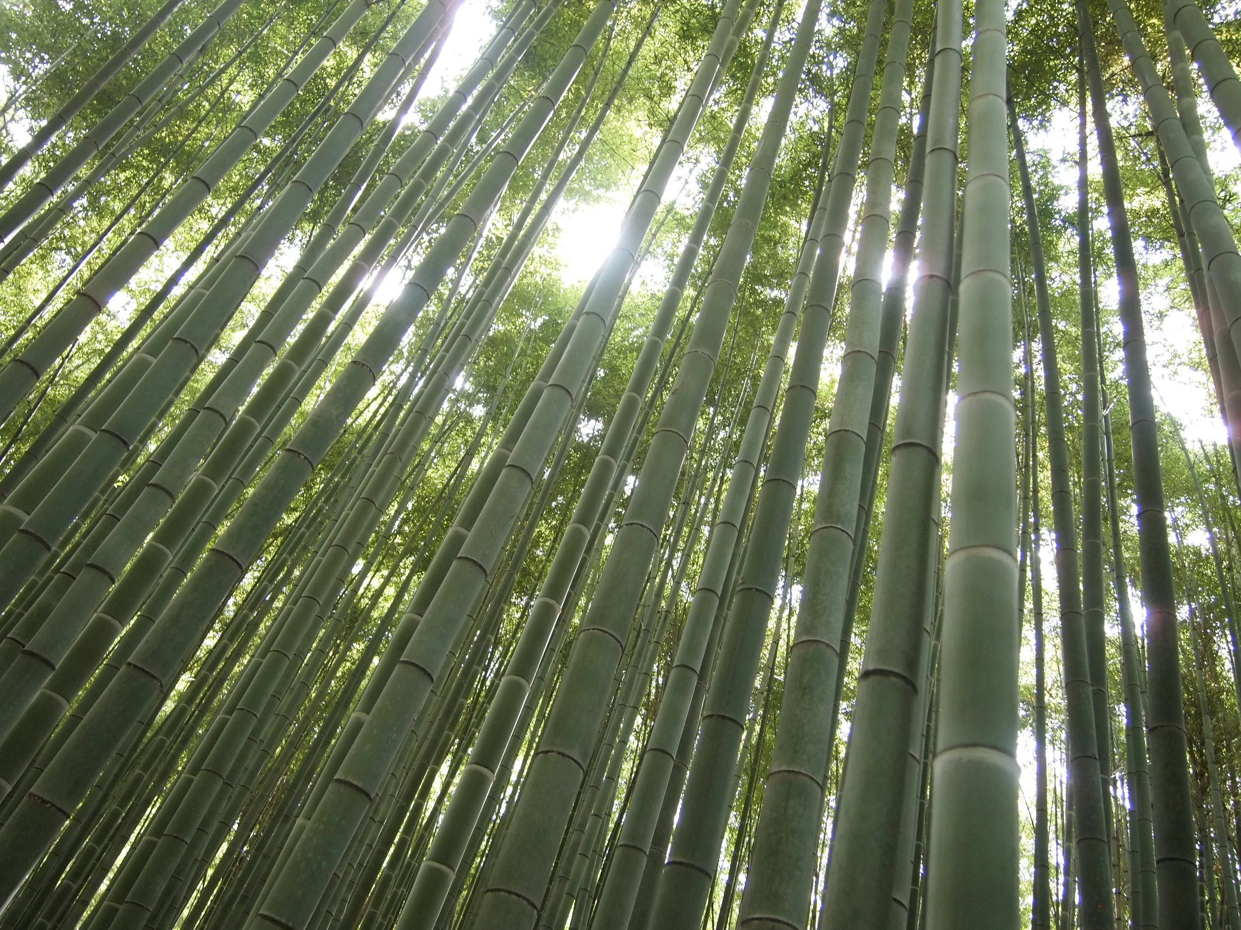 Welcome to Marc Sanz Studio