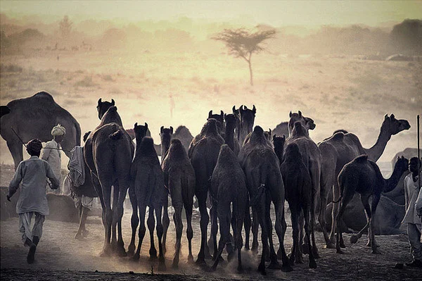 Camels in Rajasthan. A local guy is running after his camel trying to get them to move in the direction of home. (Image source: Urvish Joshi ) 