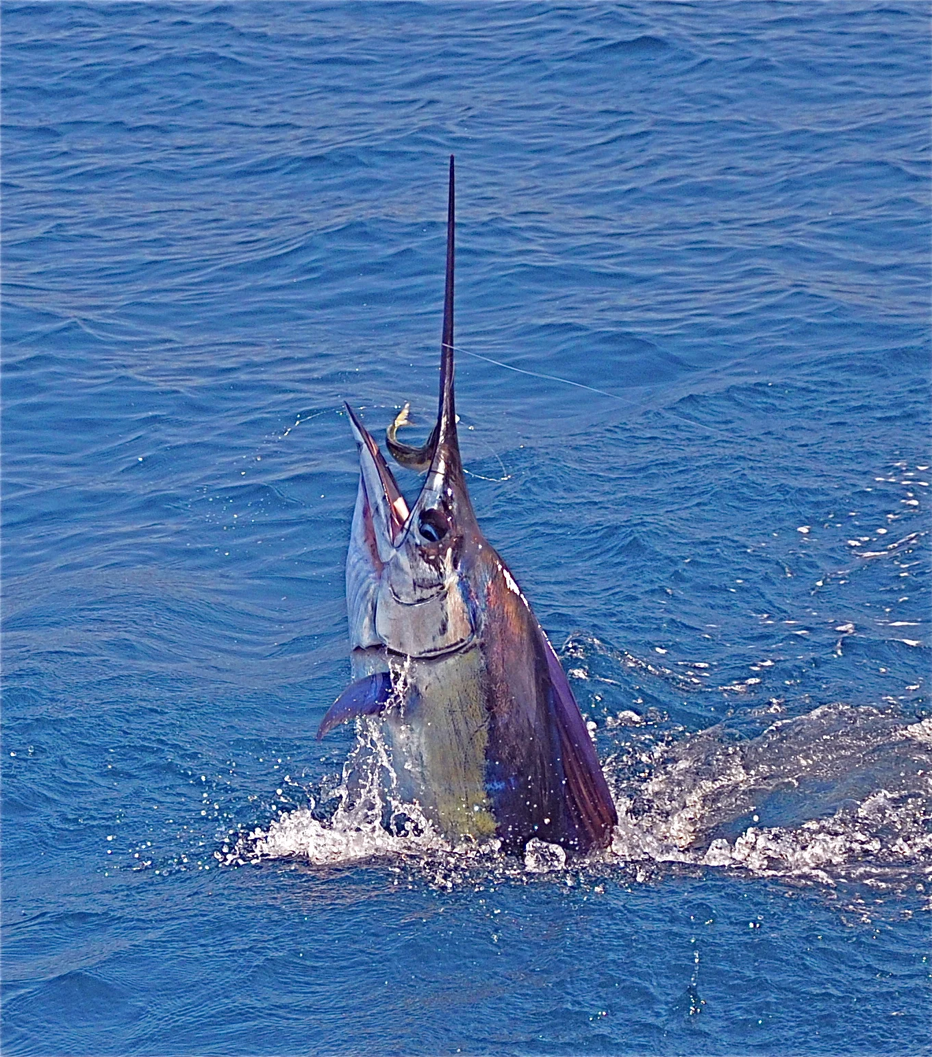 DSC_0596.JPG