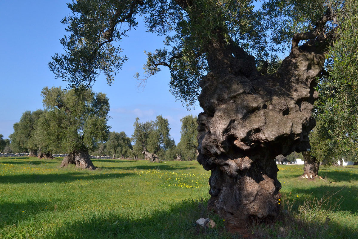 Widely spaced olive trees