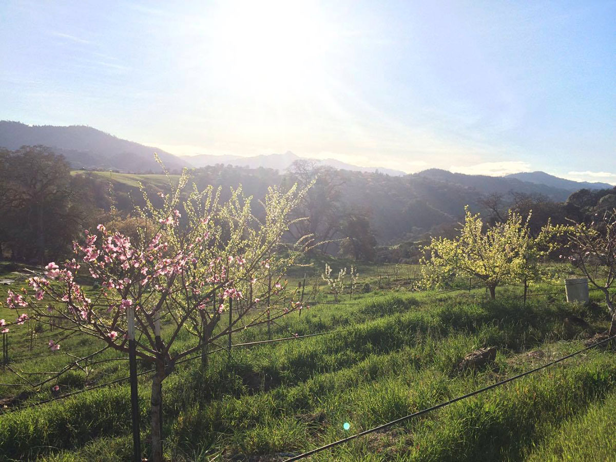 Fruit-orchard-in-March.jpg