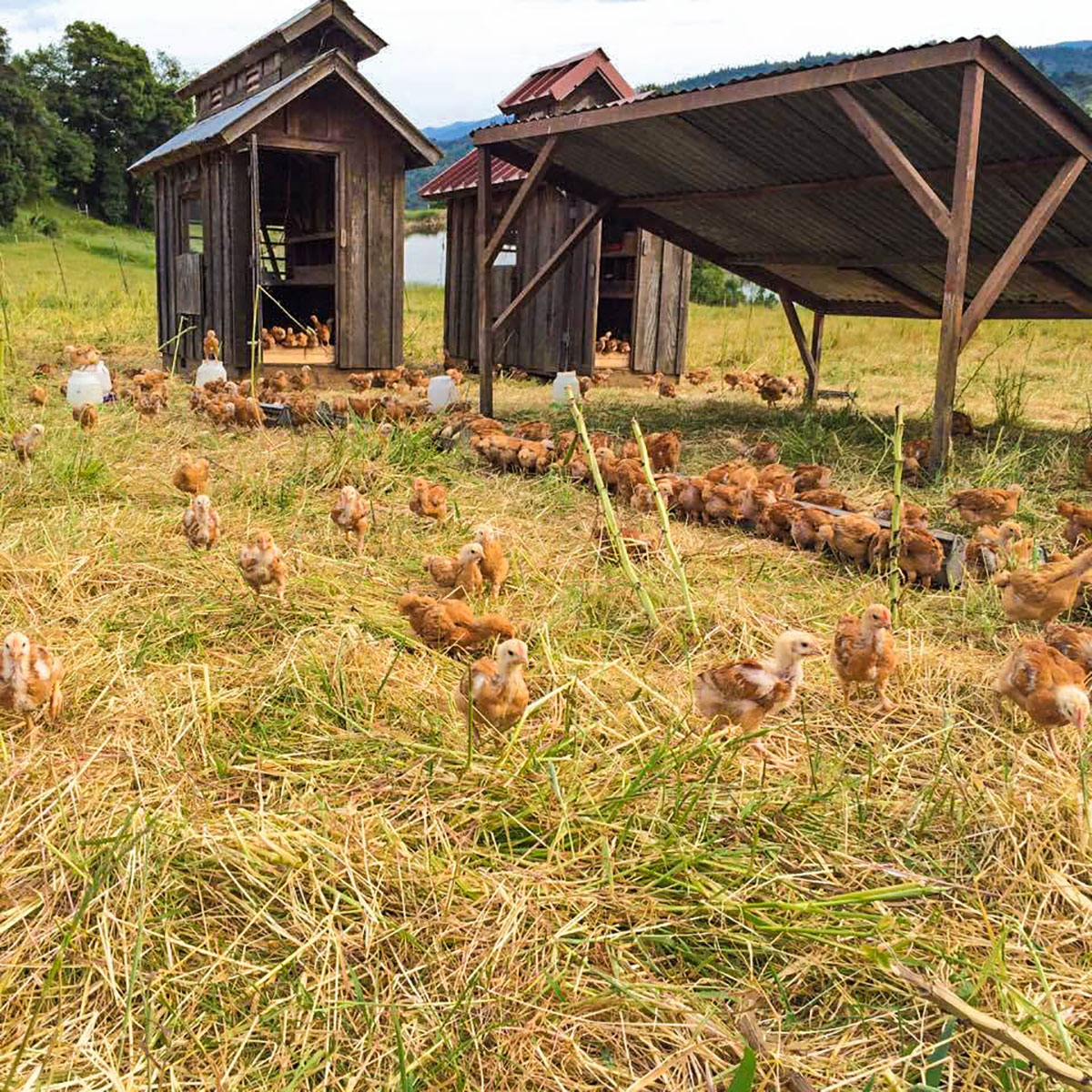 Freedom-Ranger-chickens-at-the-pond-field-copy.jpg