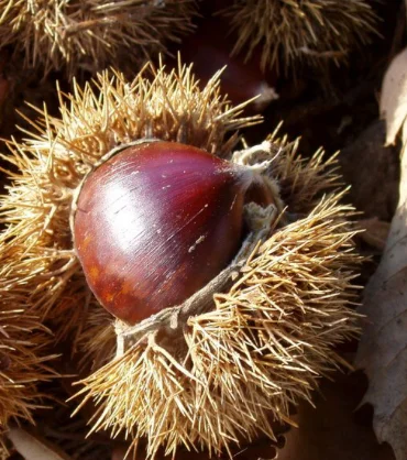Zeni chestnuts are delicious
