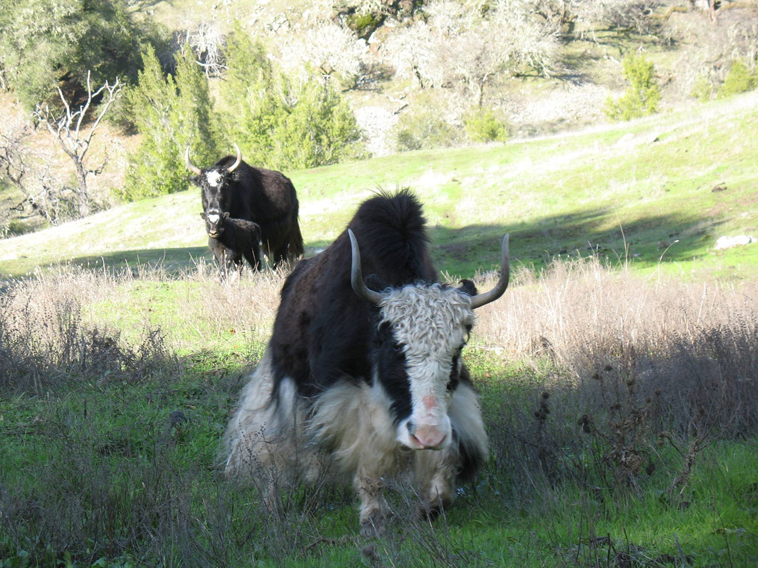 A trio of the yaks chill in the pasture (baby yak with mama in the back)
