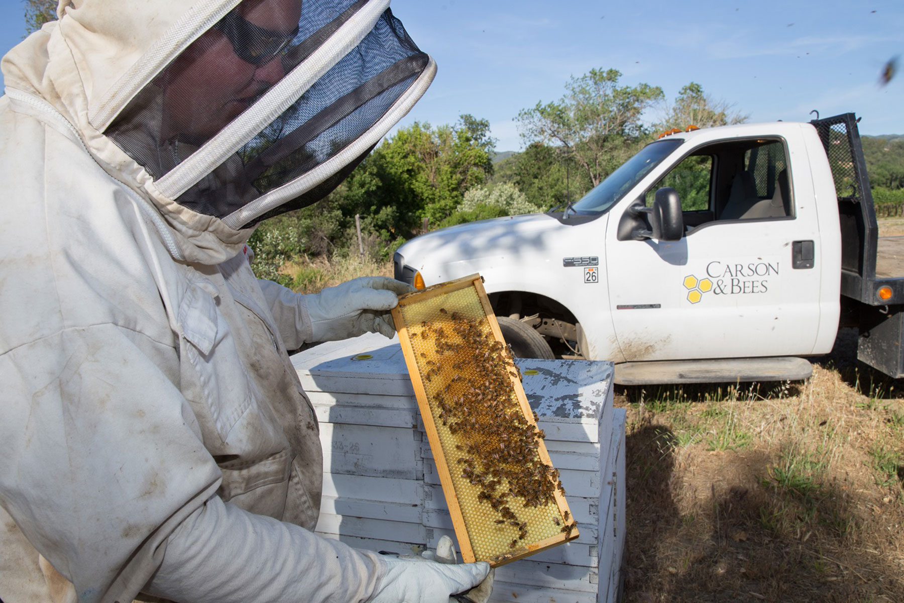Carson & Bees examines a hive
