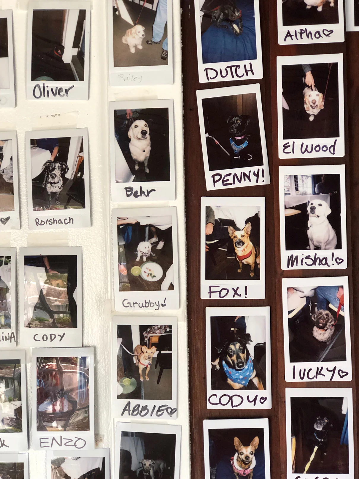poloroid shots of four-legged visitors at Circa ‘62