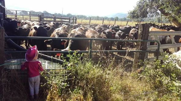 June-and-cows.jpg