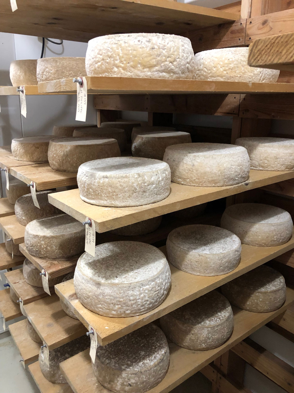 Pazzo Marco cheese aging on shelves