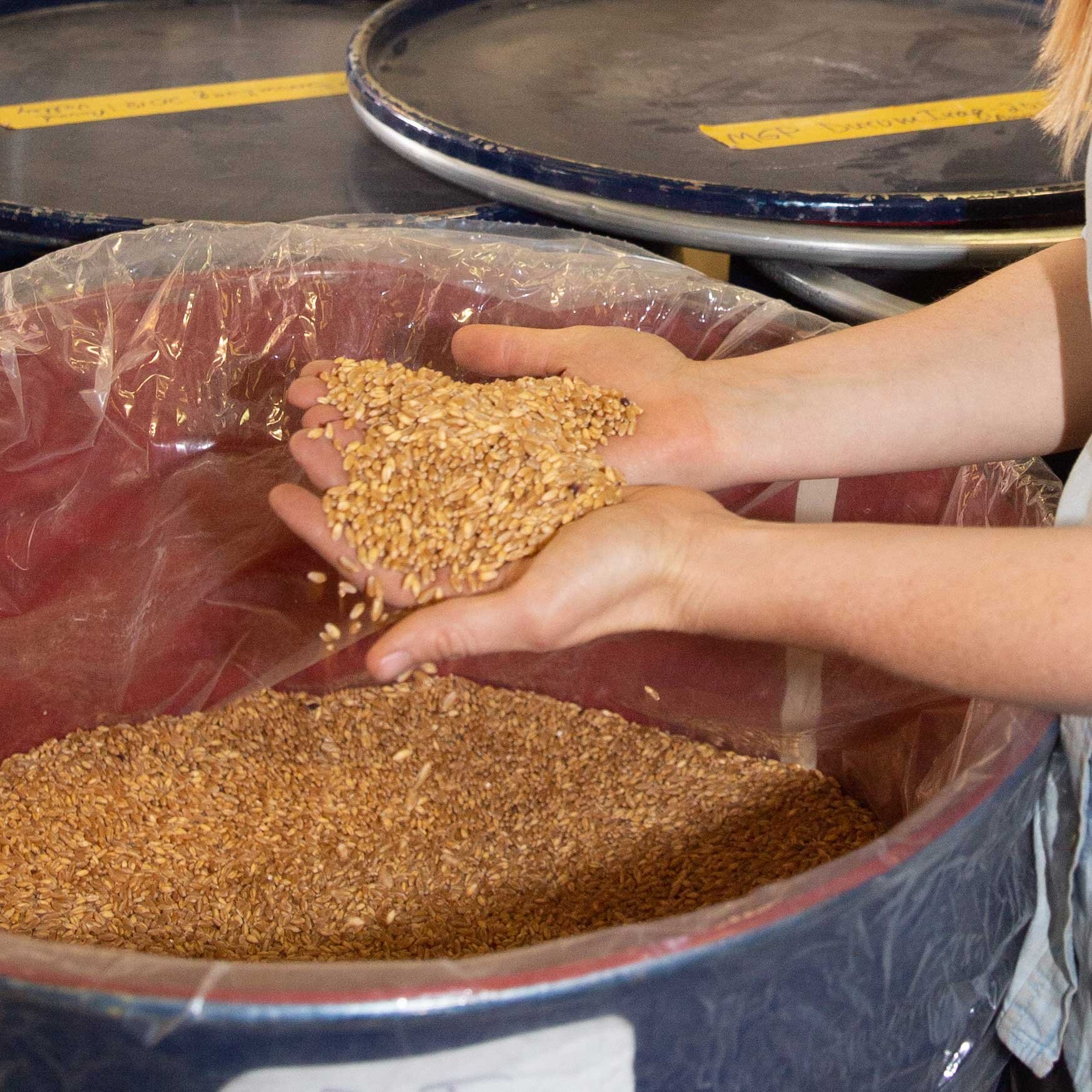 Harvested Durham Iraq heirloom wheat 